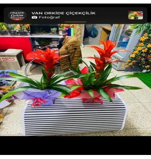 Saksı Çiçeği Guzmania